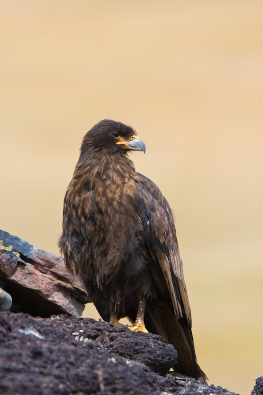 Striated Caracara